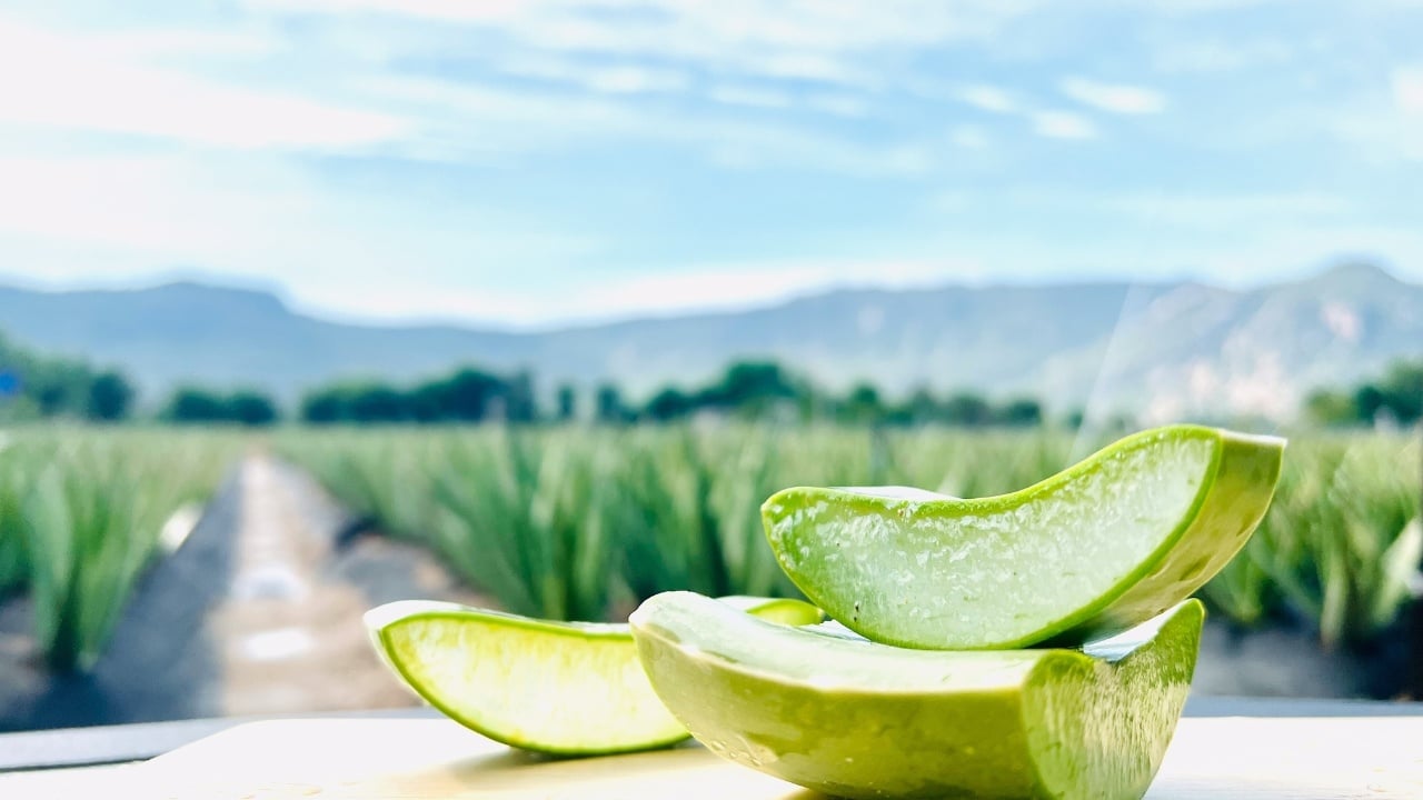 Cách nấu nha đam lá dứa làm nước mát giải nhiệt mùa hè