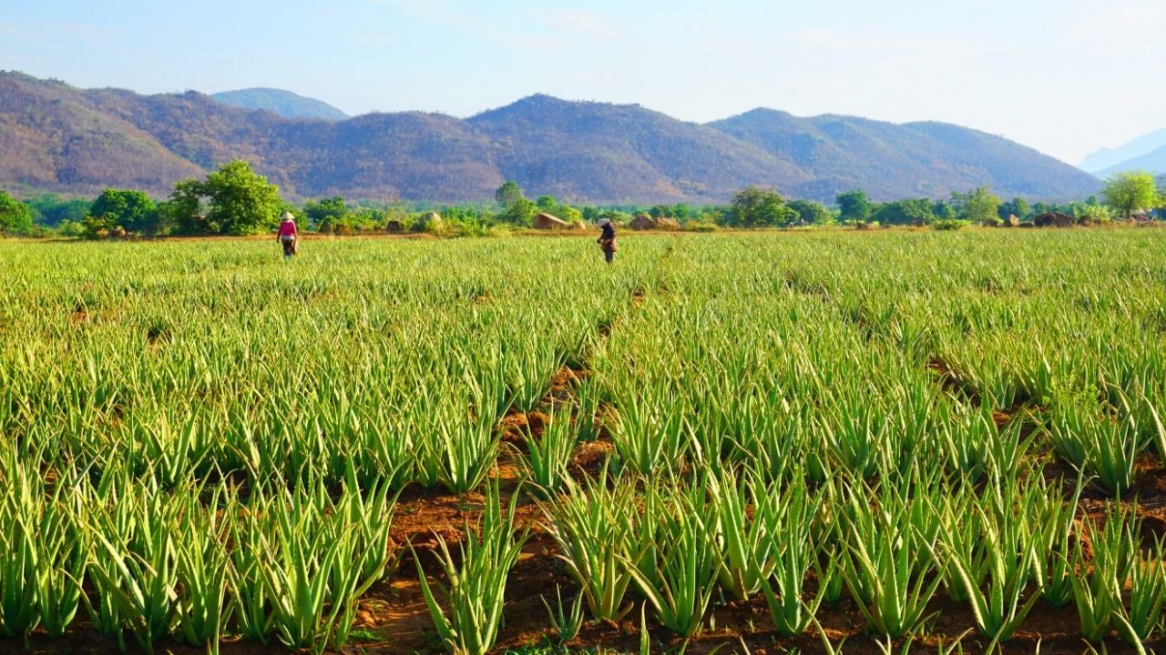 Hướng dẫn cách trồng nha đam vô cùng đơn giản, có thể trồng tại nhà