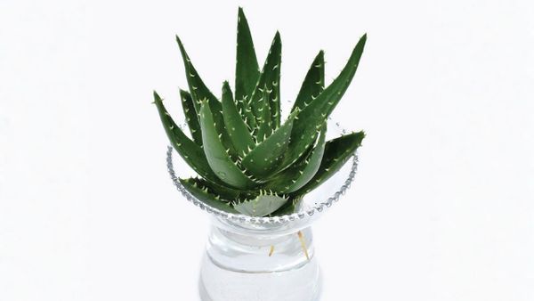 Nha đam thủy sinh: Hướng dẫn cách chọn và trồng đúng kỹ thuật