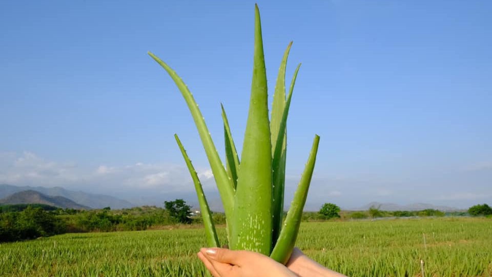 Ăn và uống nha đam sống có tác dụng gì? Có an toàn không?