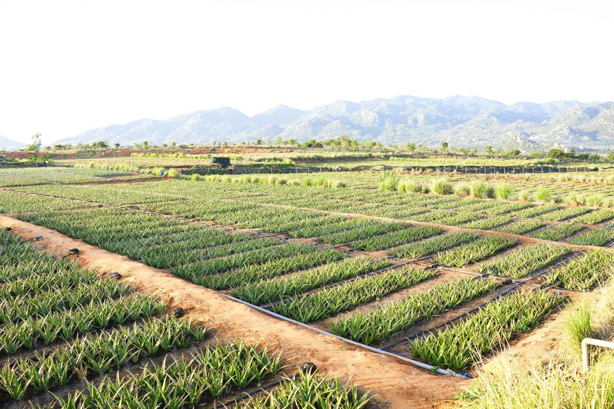 Sức hút của nha đam xuất khẩu GC Food trên thị trường toàn cầu