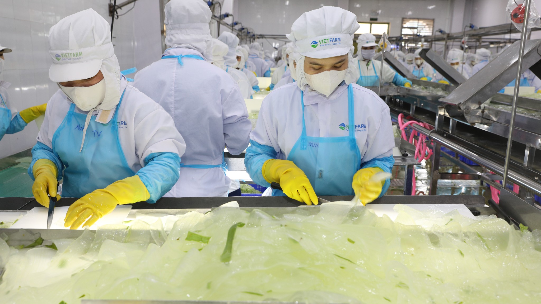 Công ty lô hội GC Food dẫn đầu với sản phẩm chất lượng cao