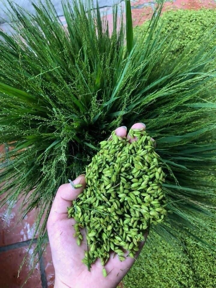Top địa chỉ mua cốm tươi tại Hà Nội ngon, uy tín, giá hợp lý.