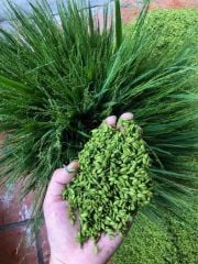 Top địa chỉ mua cốm tươi tại Hà Nội ngon, uy tín, giá hợp lý.