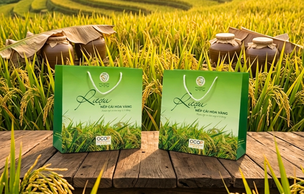 XU HƯỚNG SỬ DỤNG TÚI GIẤY TẠI NGHỆ AN – DOANH NGHIỆP ĐANG CHUYỂN DỊCH NHƯ THẾ NÀO?