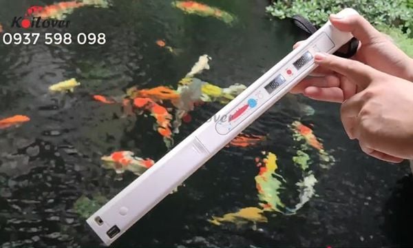 pH hồ Koi dao động khi giao mùa: Chỉ số nguy hiểm nhất và 3 cách giữ ổn định mùa nắng