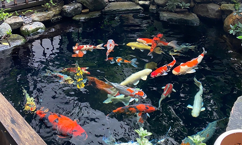 Tăng khẩu phần ăn cho cá Koi đầu mùa nắng – Lộ trình 4 tuần đúng cách để cá bung form