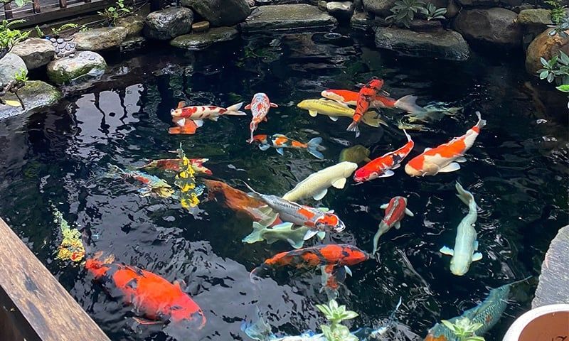 Tăng khẩu phần ăn cho cá Koi đầu mùa nắng – Lộ trình 4 tuần đúng cách để cá bung form