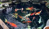 Tăng khẩu phần ăn cho cá Koi đầu mùa nắng – Lộ trình 4 tuần đúng cách để cá bung form