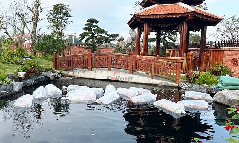 Nâng cấp đàn Koi cho mùa xuân – Thời điểm vàng để hồ Koi bứt phá