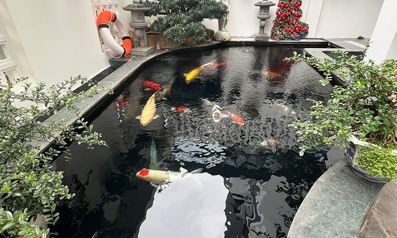 Cá Koi nhà bạn đã “đủ tầm” cho mùa hè chưa? – 5 dấu hiệu không phải ai cũng nhận ra