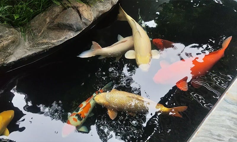 Khi nào nên nâng cấp đàn cá Koi từ cỡ trung lên cá lớn?