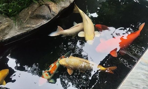 Khi nào nên nâng cấp đàn cá Koi từ cỡ trung lên cá lớn?