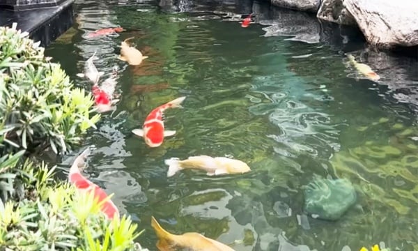 Khi nào nên nâng cấp đàn cá Koi? – Dấu hiệu quan trọng và triết lý “Nâng dần, không phô trương”