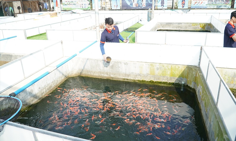 Vì sao mùa lạnh là thời điểm vàng để chọn cá Koi Nhật?