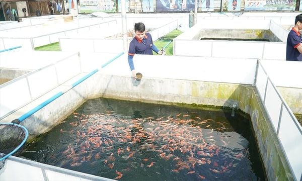 Vì sao mùa lạnh là thời điểm vàng để chọn cá Koi Nhật?