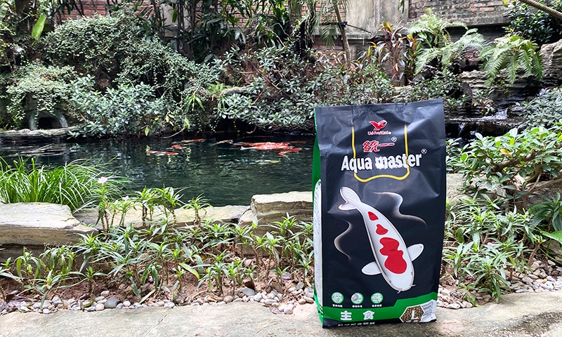 Sai lầm khi cho cá Koi ăn vào mùa lạnh – Người chơi cần tránh ngay!