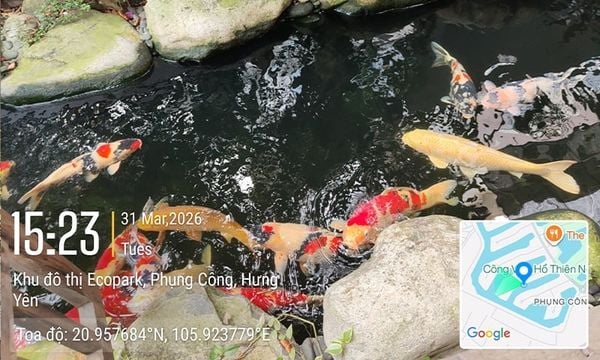 Cách giữ nước ổn định cho hồ nuôi Koi 50–70cm – Yếu tố sống còn để cá giữ form và phát triển