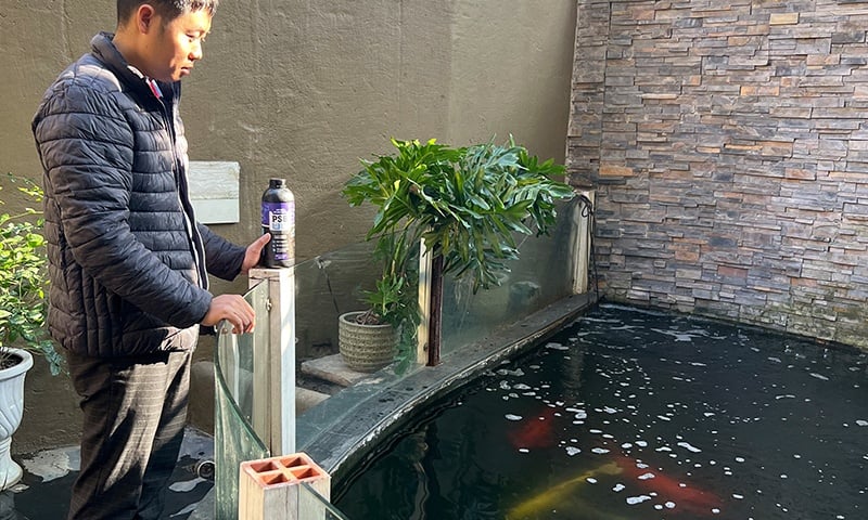 Hồ Koi bị đục nước – Nguyên nhân và cách xử lý nhanh, hiệu quả chỉ trong vài ngày