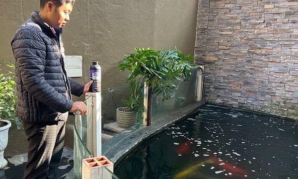 Hồ Koi bị đục nước – Nguyên nhân và cách xử lý nhanh, hiệu quả chỉ trong vài ngày