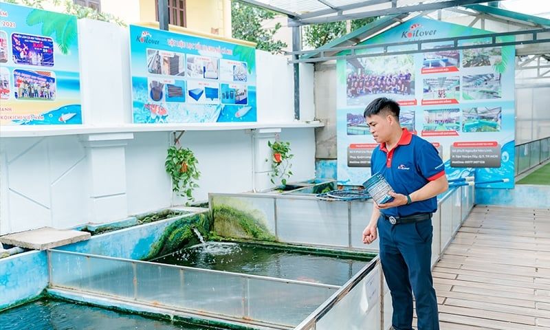 Lịch cho cá Koi ăn đúng cách theo mùa: Mùa hè cần đặc biệt chú ý điều gì?