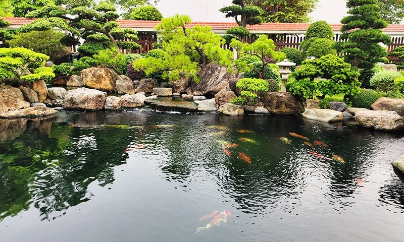 Cách quan sát hành vi cá Koi để phát hiện stress mùa lạnh