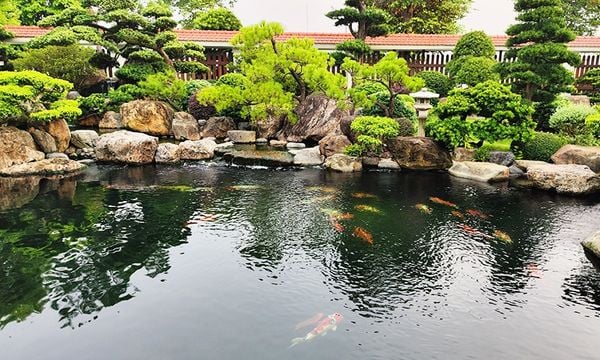 Cách quan sát hành vi cá Koi để phát hiện stress mùa lạnh