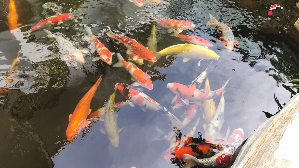 Giữ ấm hồ Koi mùa đông – Bí quyết dưỡng cá khỏe mạnh trong mùa lạnh