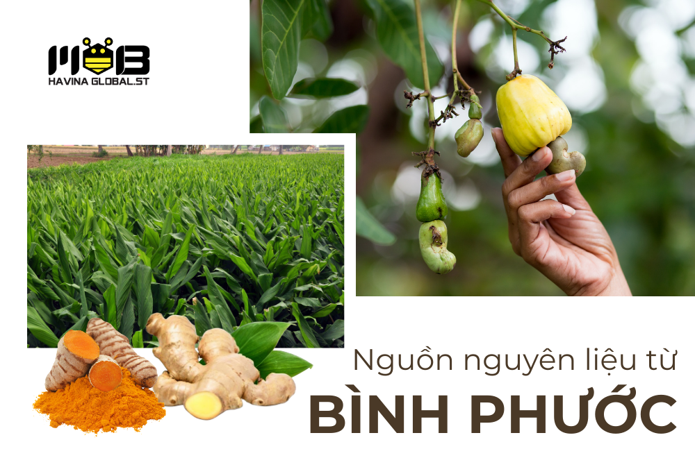 Nguồn nguyên liệu Bình Phước - Nền tảng cho chất lượng HAVINA