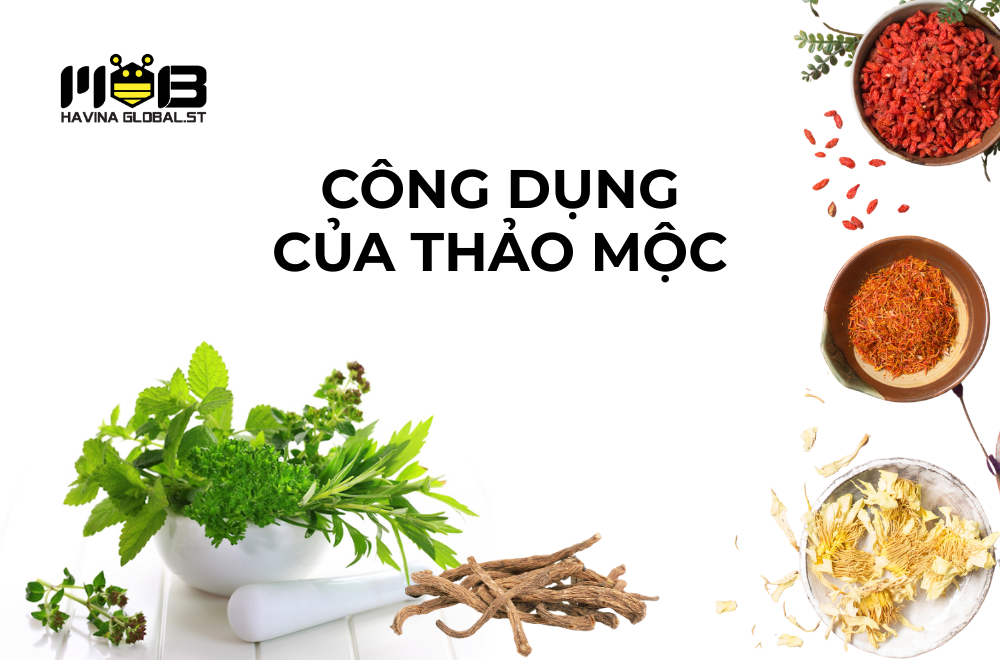 Công dụng của thảo mộc - Giữ trọn tinh hoa trong sản phẩm HAVINA