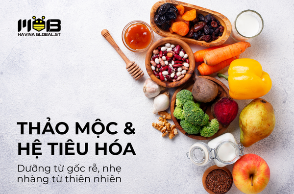 Thảo mộc & hệ tiêu hóa: Dưỡng từ gốc rễ, nhẹ nhàng từ thiên nhiên