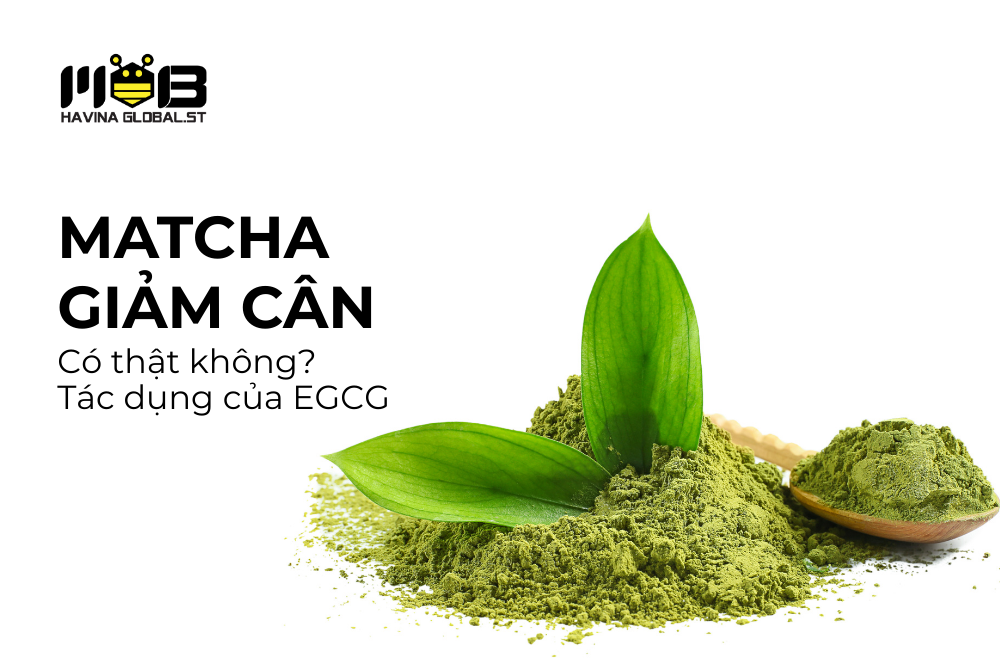 Matcha trà xanh và khả năng hỗ trợ giảm cân: Góc nhìn khoa học về EGCG