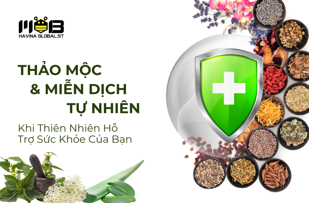Thảo mộc và miễn dịch tự nhiên: Khi thiên nhiên hỗ trợ sức khỏe của bạn