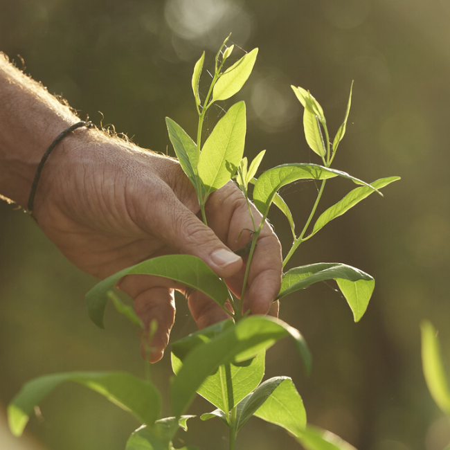 Có nên uống trà đàn hương Actisô mỗi ngày?