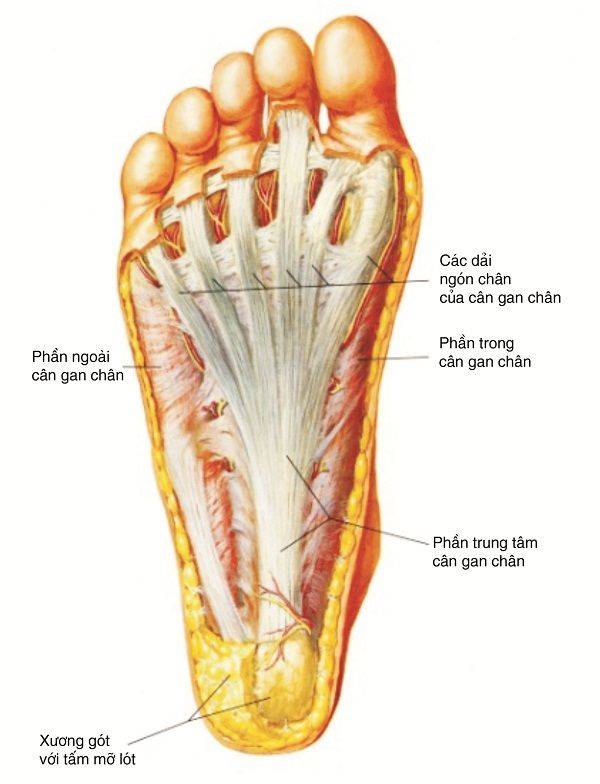 Lót giày chống viêm cân gan chân Zencara – Giải pháp y khoa cho đôi chân khỏe mạnh