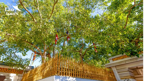 JAYA SRI MAHA BODHI: BÍ MẬT CỘI BỒ ĐỀ GỐC HƠN 2.300 NĂM TUỔI CỦA ĐỨC PHẬT Ở SRI LANKA