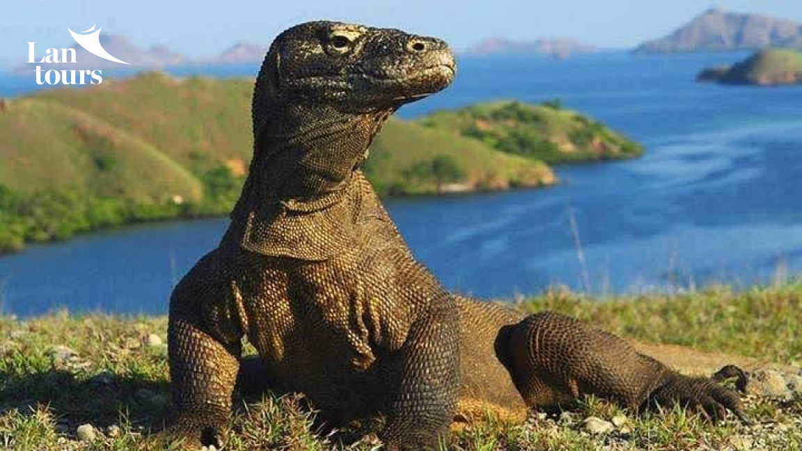 Indonesia - Borobudur, đảo rồng Komodo, núi lửa Bromo