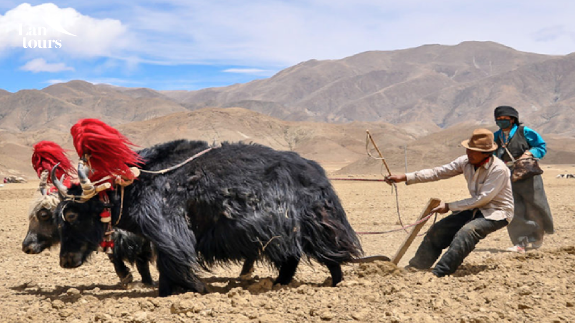Tây Tạng - Đường Tàu Thanh Tạng
