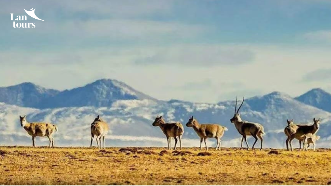 Tây Tạng - Đường Tàu Thanh Tạng