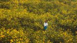 Mùa hoa dã quỳ Ba Vì - Sắc vàng đánh thức núi rừng cuối thu