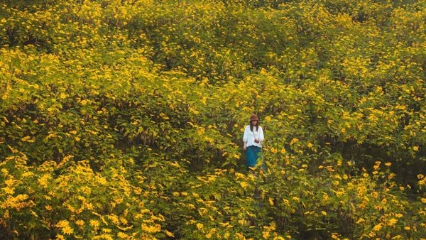 Mùa hoa dã quỳ Ba Vì - Sắc vàng đánh thức núi rừng cuối thu