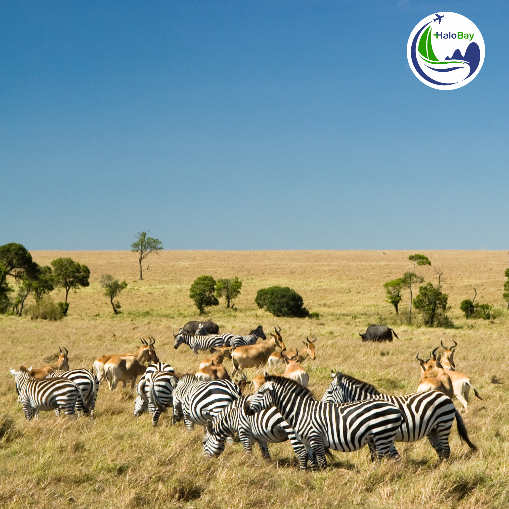 Kenya – Ethiopia: Safari Triệu Đô &  Hành Trình Khám Phá Thế Giới Hoang Dã