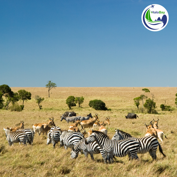 Kenya – Ethiopia: Safari Triệu Đô &  Hành Trình Khám Phá Thế Giới Hoang Dã