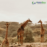 KHÁM PHÁ ETHIOPIA – KENYA – TANZANIA: HÀNH TRÌNH ĐÁNH THỨC MỌI GIÁC QUAN