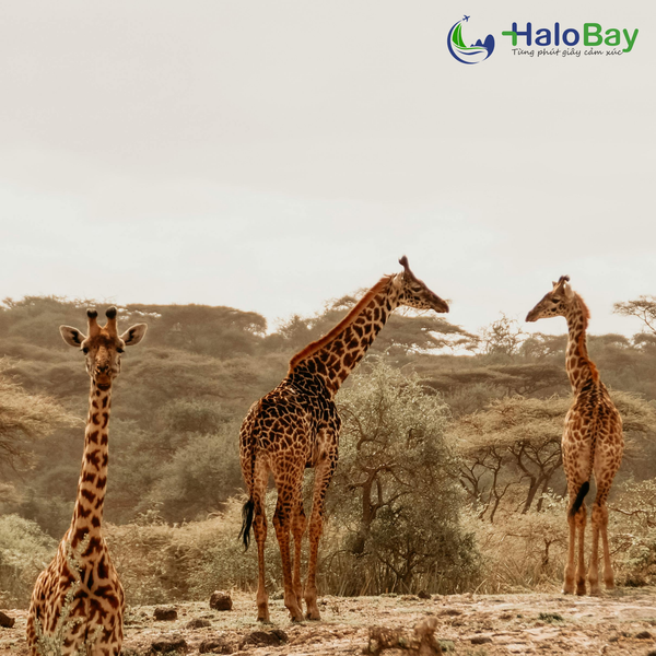 KENYA – VÙNG ĐẤT HOANG DÃ VÀ HUYỀN THOẠI THIÊN NHIÊN