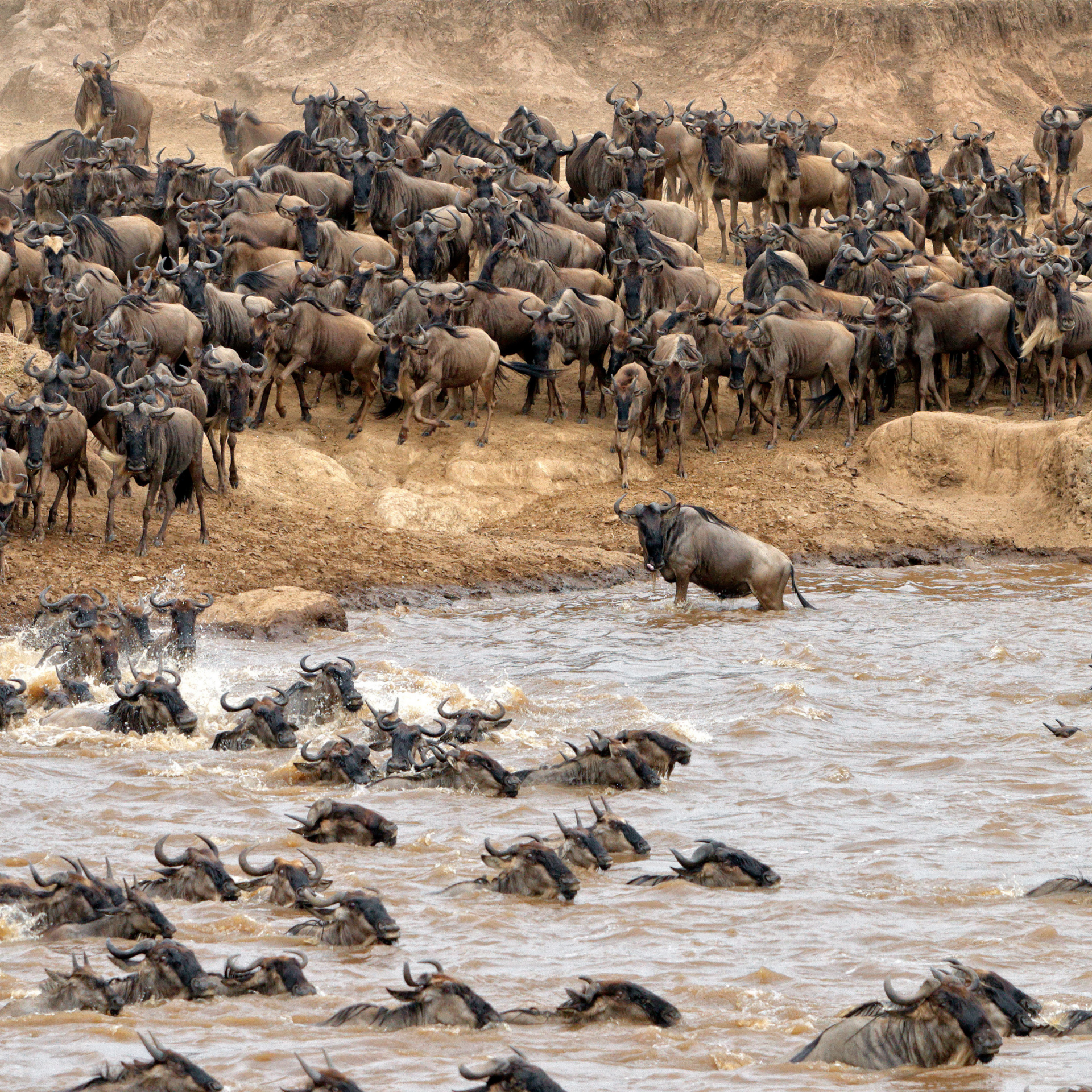 KENYA – VÙNG ĐẤT CỦA CUỘC ĐẠI DI CƯ