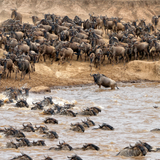 KENYA – VÙNG ĐẤT CỦA CUỘC ĐẠI DI CƯ