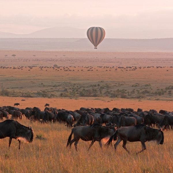 THE GREAT MIGRATION – CUỘC ĐẠI DI CƯ VĨ ĐẠI NHẤT HÀNH TINH