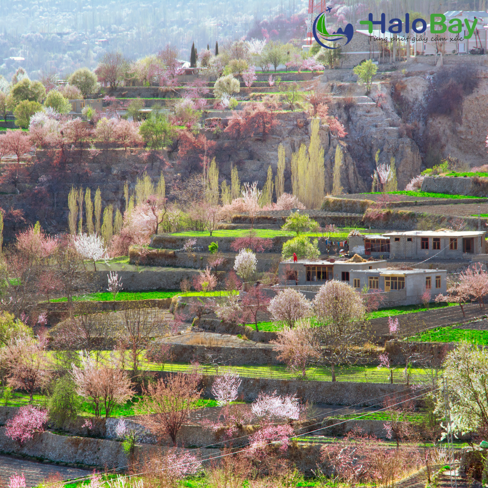 Pakistan Mùa Xuân 2026 – Hành Trình Giữa Miền Hoa Nở Dưới Chân Dãy Karakoram