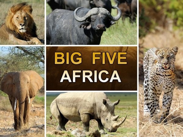 BIG 5 CHÂU PHI – VÌ SAO AI CŨNG MUỐN NHÌN THẤY TRONG ĐỜI?